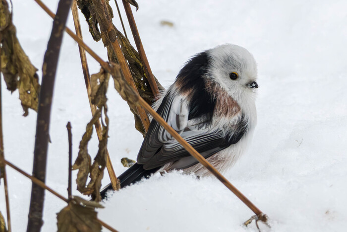 (���� �� �������� ��� ������� ��������)