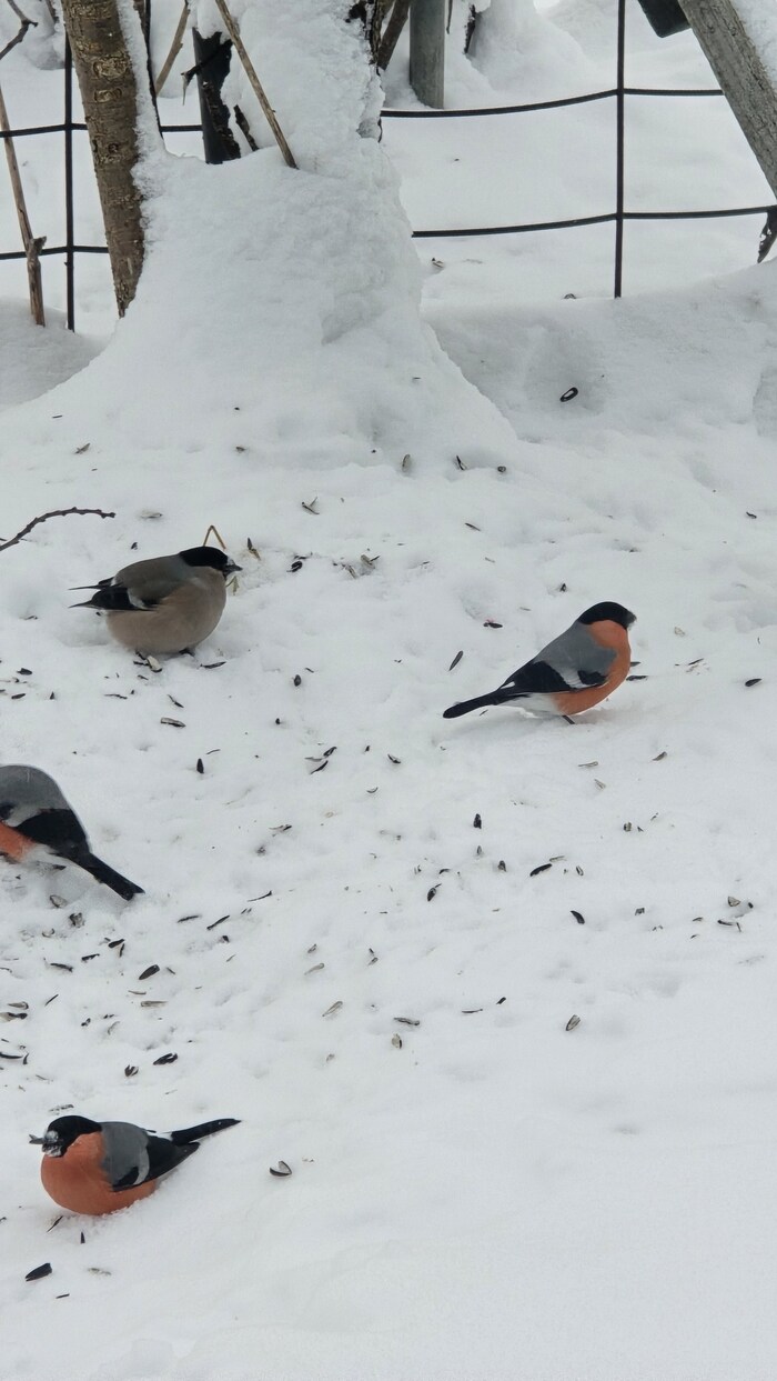 ������� ����� ���������, ������ ���� ��������� ������