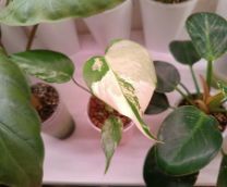 ������ �������� �� ���� ���������