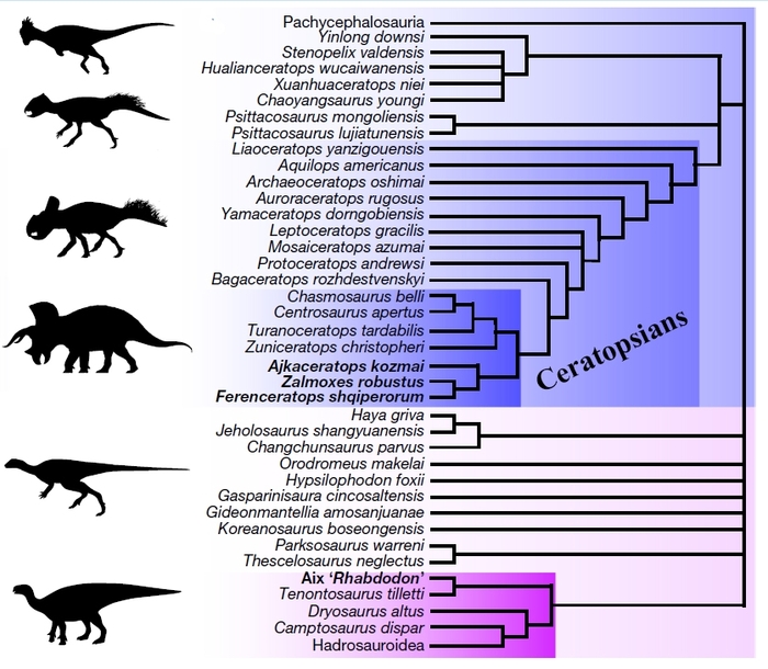 Кладограмма. Жирным шрифтом выделены таксоны, которые перекочевали из игуанодонтов в цератопсы.