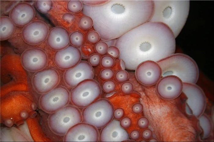 � <!--noindex--><a href="https://pikabu.ru/story/gigantskiy_tikhookeanskiy_osminog_vlastelin_kholodnyikh_vod_13576931?u=http%3A%2F%2Fdogabilim.org&t=dogabilim.org&h=7ff83ab906e4ee18e8a8e6139d289a0ec2176330" title="http://dogabilim.org" target="_blank" rel="nofollow noopener">dogabilim.org</a><!--/noindex-->