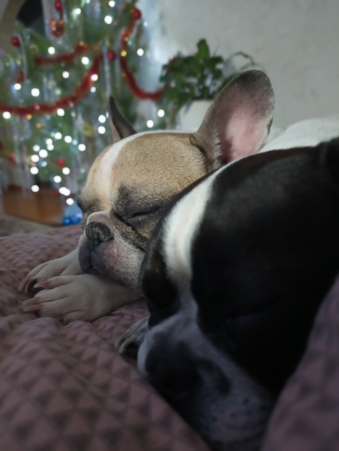 Спят усталые игруфки, книфки, спят...))