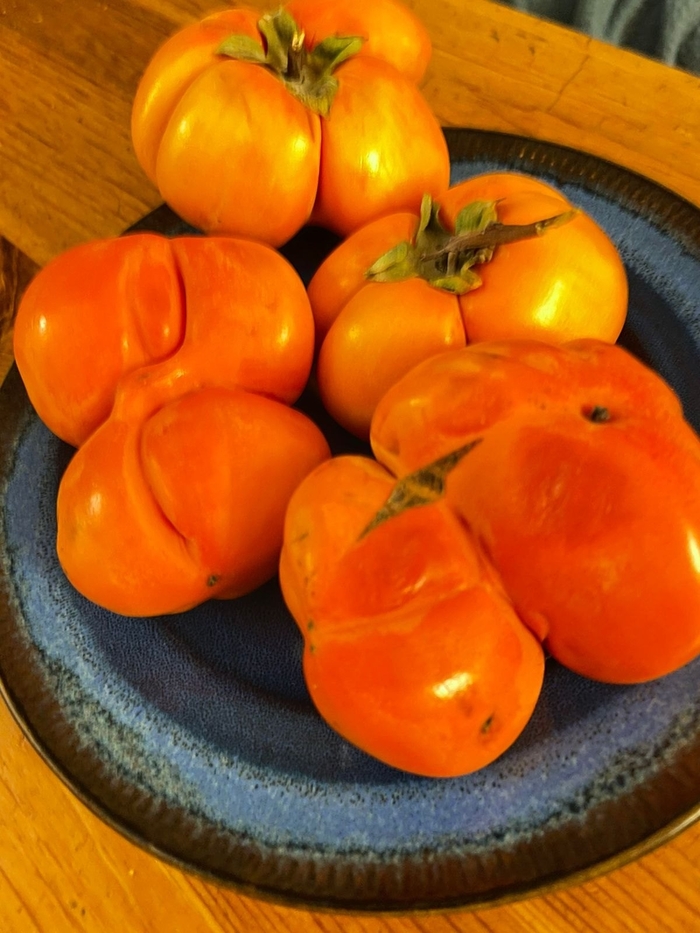 Хурма и комендантский час