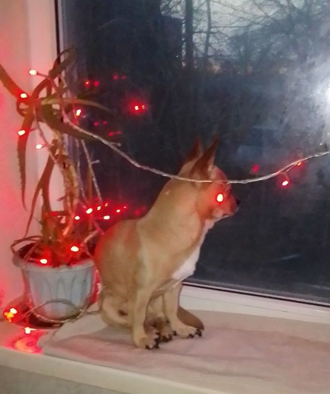 с мешком вкусняшек и маленькими плюшевыми зайчиками