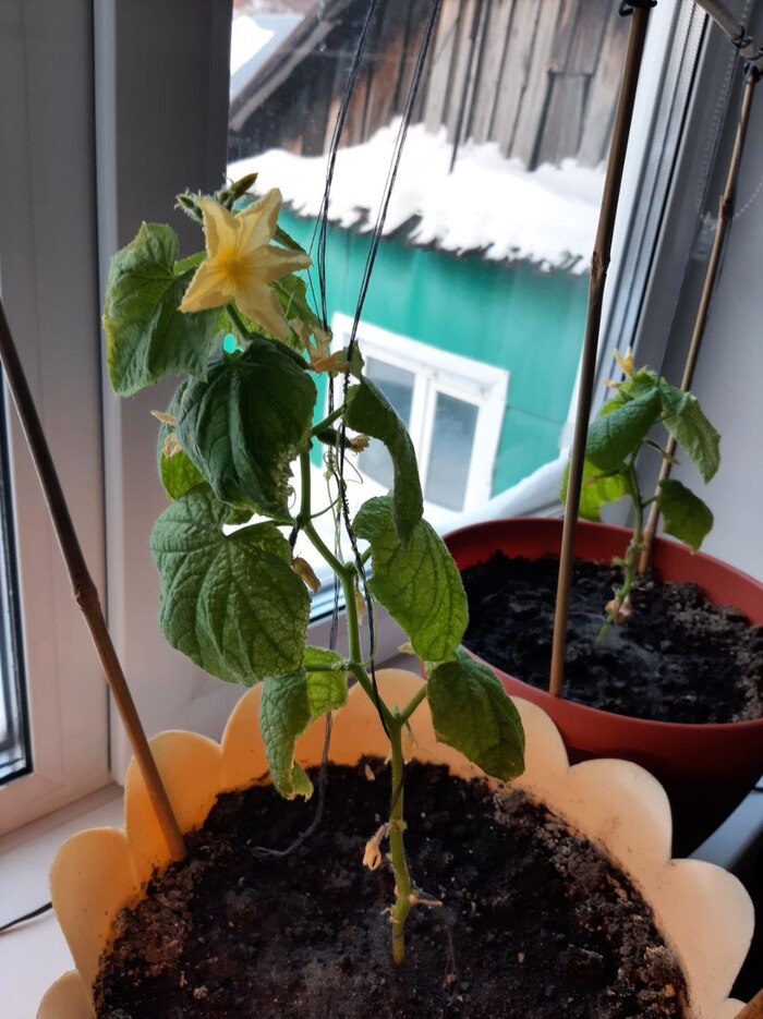 �������� ������ ������� � ������. ��������.