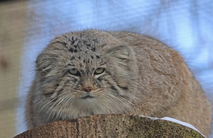 Мануэль смотрит на снежную зиму с явным неодобрением