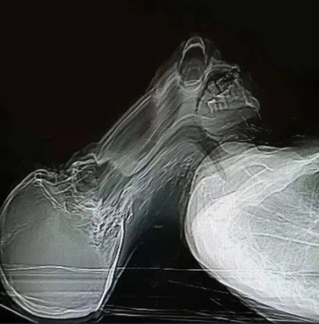 ���� �������� �������������