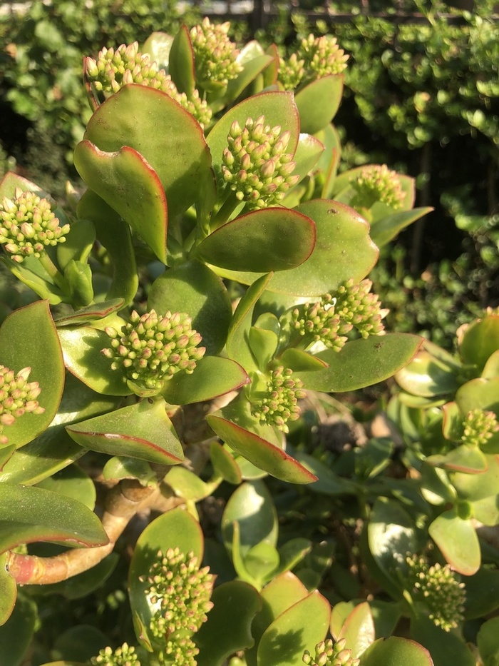 Ветка толстянки с листьями и бутонами, провинция Восточный Кейп. Фото eted_ray с сайта <!--noindex--><a href="https://pikabu.ru/story/tolstyanka__denezhnoe_derevo_13580604?u=http%3A%2F%2Finaturalist.org&t=inaturalist.org&h=36da29dc9fa38f53878b53b1ea8a2c5941d0e9cc" title="http://inaturalist.org" target="_blank" rel="nofollow noopener">inaturalist.org</a><!--/noindex-->. 