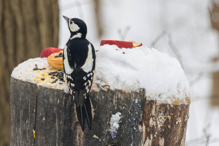 Самочка ( жмем на фото для лучшего качества)