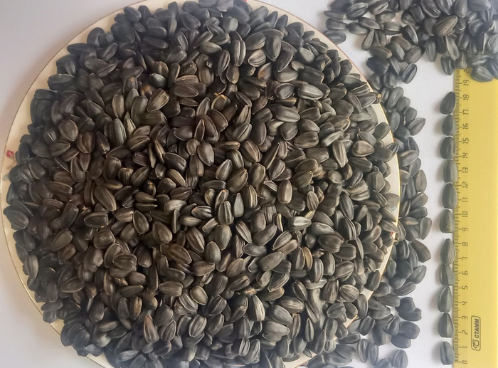 ��������� �����