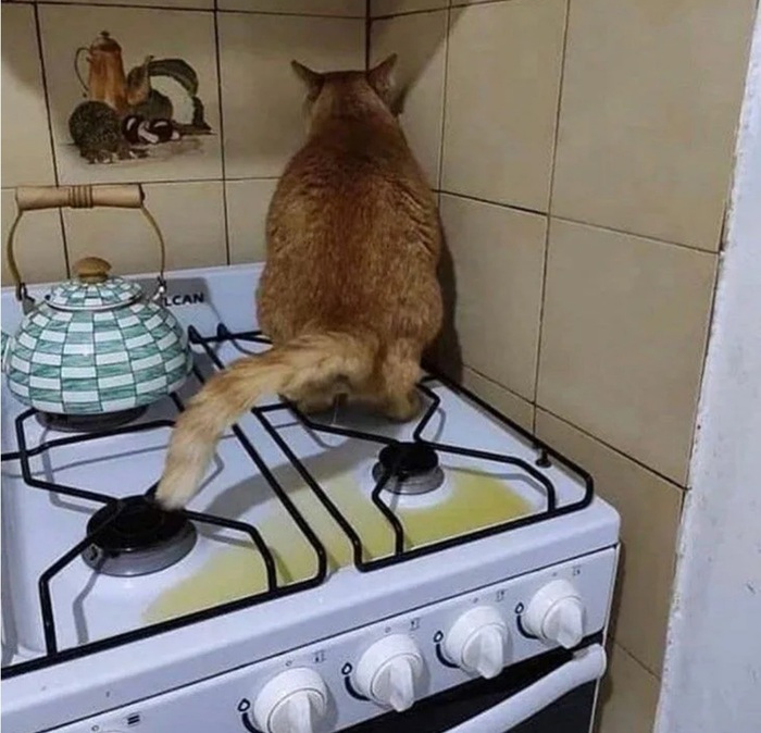 Отдам даром!