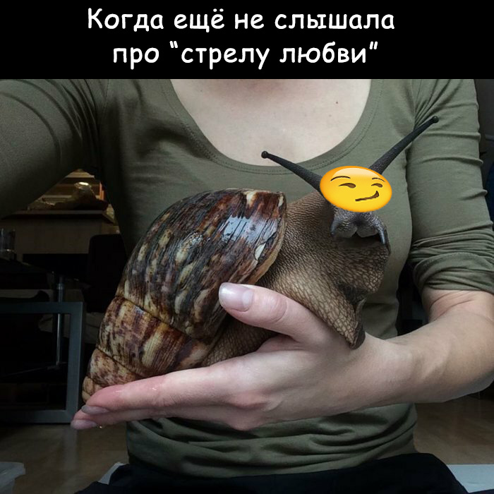 Ответ на пост «Стрелы любви: зачем их вонзают в партнёра во время зачатия»