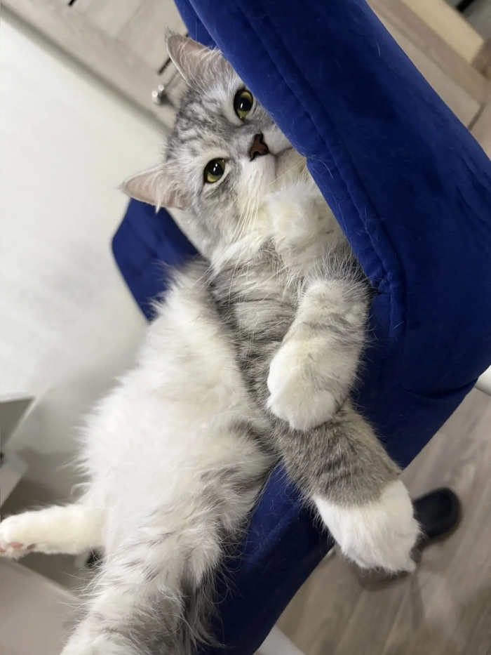 ��� ����. �������