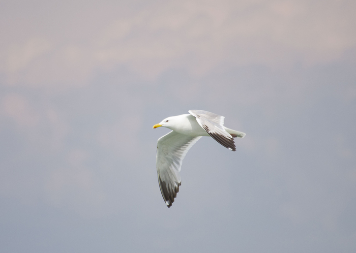 ����������� �����