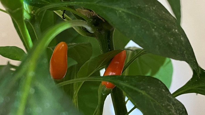 ������ ������