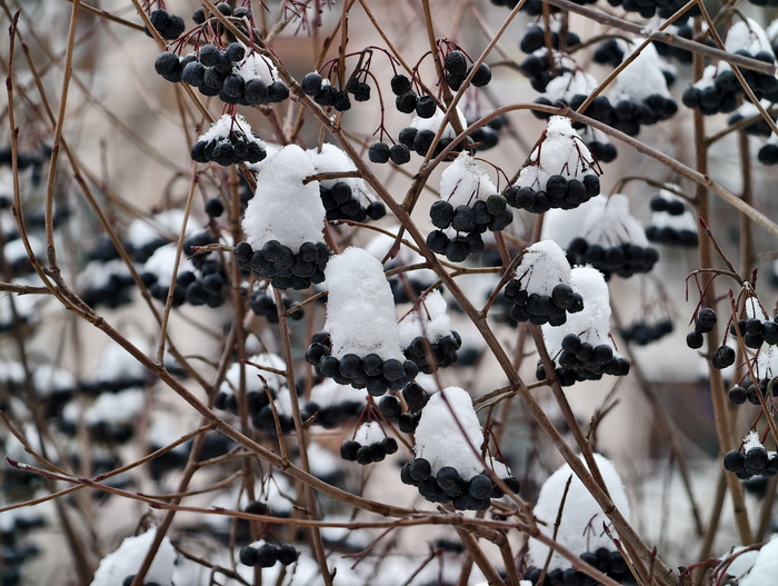 Сами виновницы птичьего пира