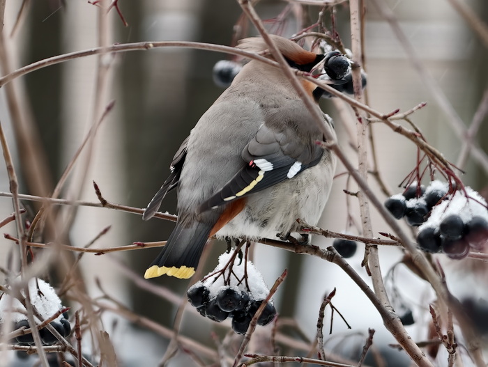 Свиристель добрался до Черноплодки