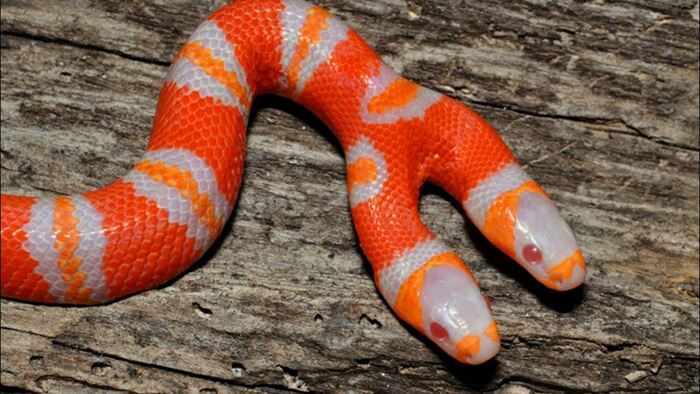 Змеи-«мутанты»: как мутации стали искусством, а генетика — валютой. Погружаемся в мир морф