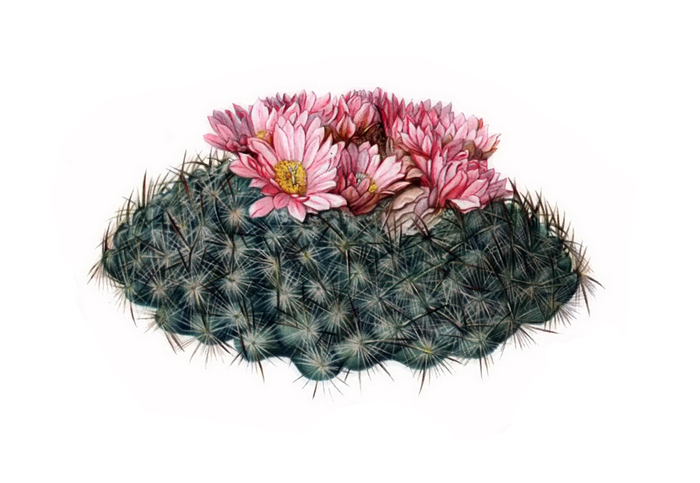 ���� �. ����. ����������� �� ����� �The Cactaceae�, 1912 �. ���� � ����� <!--noindex--><a href="https://pikabu.ru/story/botanicheskiy_illyustrator_m_ye_iton_13589450?u=http%3A%2F%2Fpinterest.com&t=pinterest.com&h=2ff2c69448f2e8e1907ad321a6afe8f2b378d982" title="http://pinterest.com" target="_blank" rel="nofollow noopener">pinterest.com</a><!--/noindex-->.