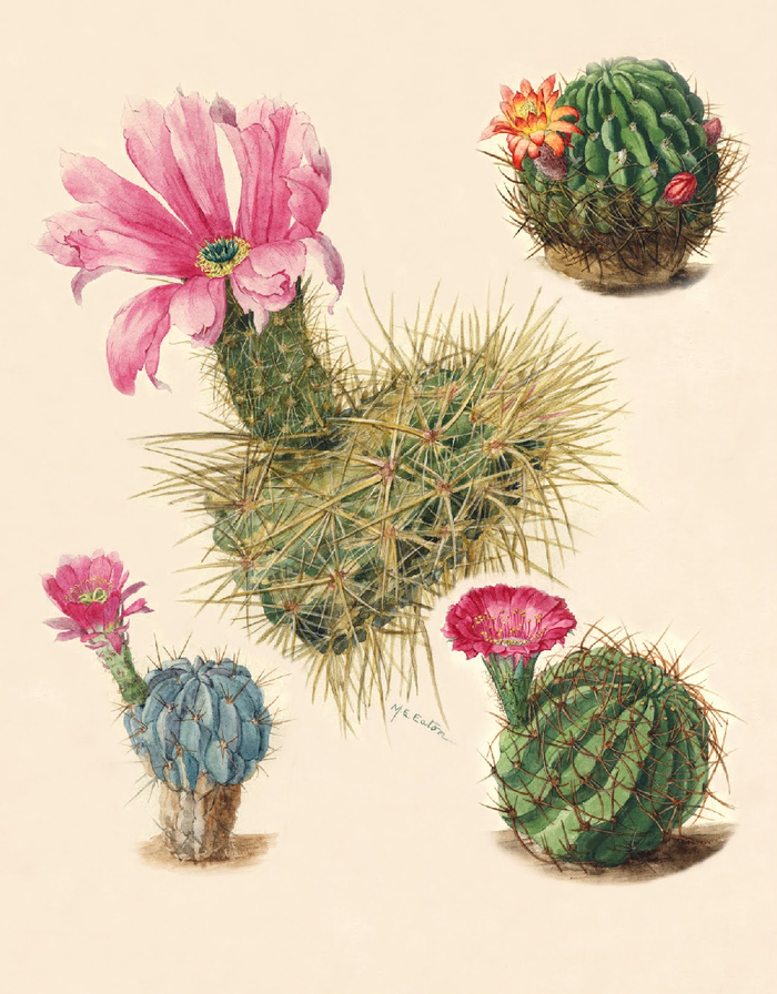 ���� �. ����. ����������� �� ����� �The Cactaceae�, 1912 �. ���� � ����� <!--noindex--><a href="https://pikabu.ru/story/botanicheskiy_illyustrator_m_ye_iton_13589450?u=http%3A%2F%2Fpinterest.com&t=pinterest.com&h=2ff2c69448f2e8e1907ad321a6afe8f2b378d982" title="http://pinterest.com" target="_blank" rel="nofollow noopener">pinterest.com</a><!--/noindex-->.