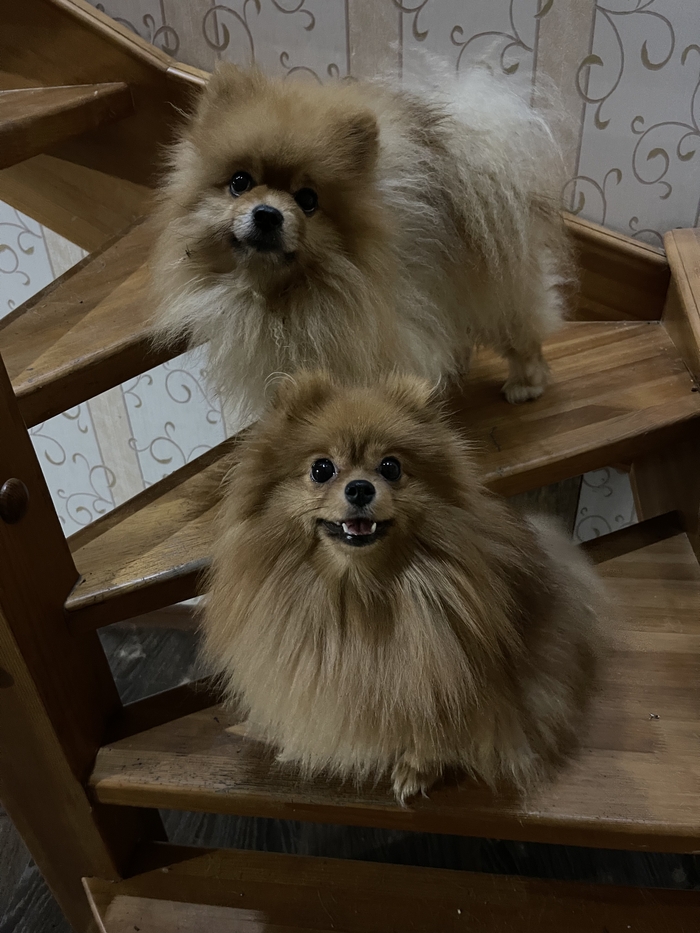 Я -прислуга