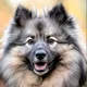 ������ ������������ wolfspitz
