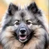 wolfspitz
