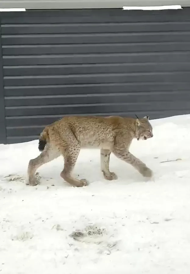 � �������� ���� ������ �� �������, ����� �� ������ � ���������