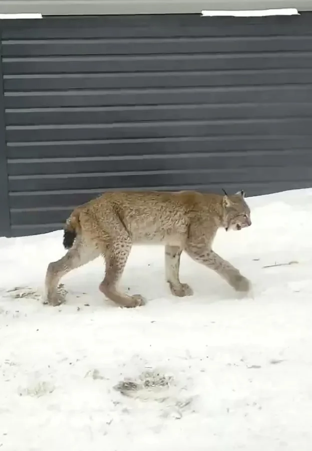 In Bashkiria, a lynx attacked a girl when she tried to pet it. - Series Lynx, Lynx, Rabies, Dangerous animals, Ufa, Bashkortostan, Negative, Girl, Life safety, Children's camp, Death, Predatory animals, Wild animals, Cat family, Small cats, European lynx, Video, Vertical video, Short videos, Telegram (link), Longpost