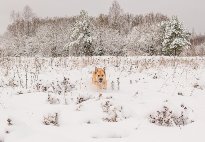 Фото<a href="https://pikabu.ru/story/iz_snezhnogo_plena_k_khozyayke_lechu_ya_13590467?u=https%3A%2F%2Frtraveler.ru%2Fphoto%2F1480638%2F%3Fnew_photos%3D1&t=%D0%BE%D1%82%D1%81%D1%8E%D0%B4%D0%B0&h=d086346da83f5e108553199c4fb3355040ba6b70" title="https://rtraveler.ru/photo/1480638/?new_photos=1" target="_blank" rel="nofollow noopener"> отсюда</a>