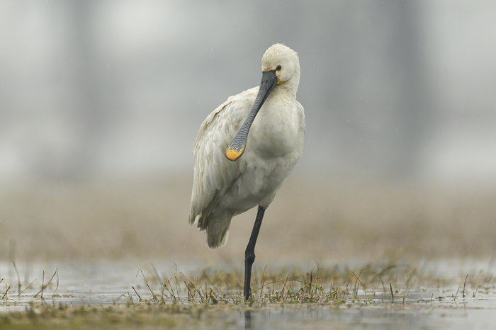 �������