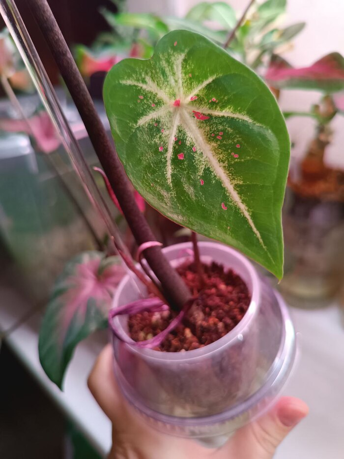 ����� ����� Wildfire 