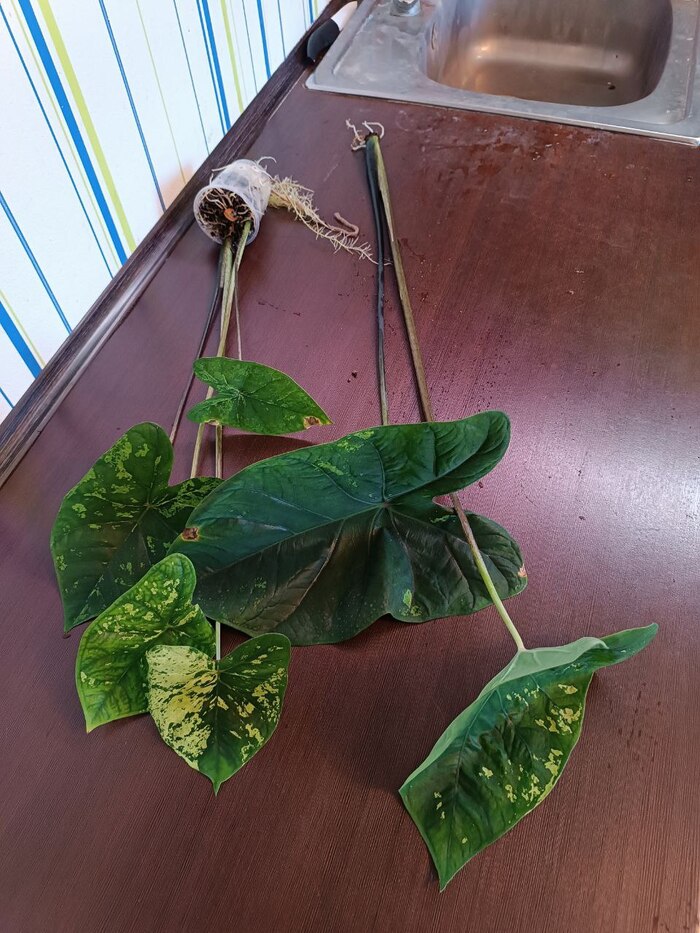 ������� �������� Frog in Blender 