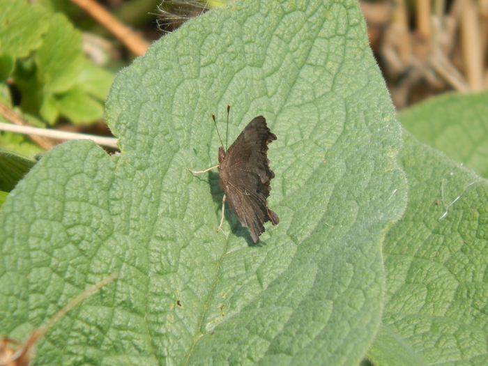 ������������� �-�����. ���� ����� �� ����� ���������, ������� ���� �� ��������. ��������� ���������.