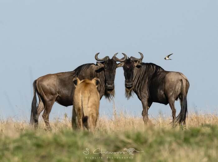 ���������� ������