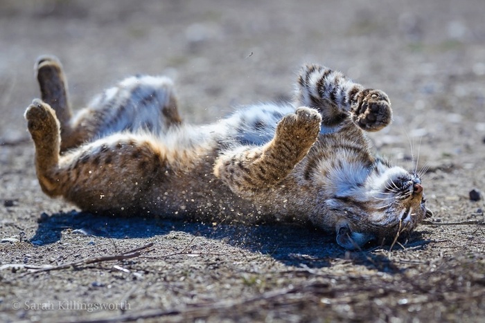 ����� ���� �������