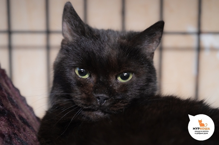 Кошка Белатрисса, 11 лет, найдена на заводе.В силу возраста требуется повышенное внимание к здоровью кошечки.