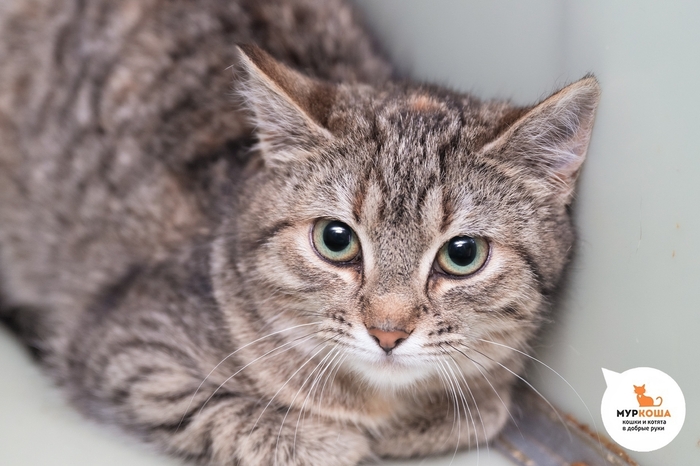 Кошка Мурайя, 1 год, нашли на улице.