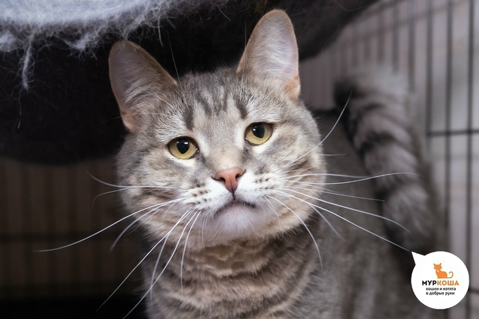 Кошка Тютюша, 3 года, найдена в подвале дома. Диагностирован ВЛК. Пристраивается единственной кошечкой или в семью с кошками-носителями ВЛК. Обращаем внимание, что ВЛК не опасен для человека и животных других видов, и не передается им.