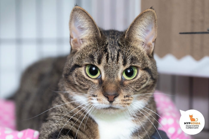 Кошка Панси, 3 года, найдена на улице. Диагностированы ВИК, ВЛК. Пристраивается единственной кошечкой или в семью с кошками-носителями ВИК, ВЛК. Обращаем внимание, что ВИК, ВЛК не опасен для человека и животных других видов и не передается им.