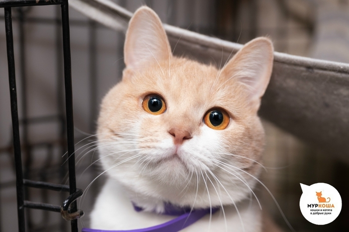 Кот Леонард, 1 год, найден на улице. Диагностирован ВЛК. Пристраивается единственным котиком или в семью с кошками-носителями ВЛК. Обращаем внимание, что ВЛК не опасен для человека и животных других видов, и не передается им.