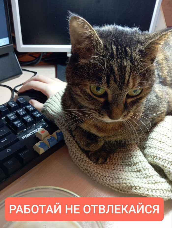 ������ ���� ��� ������� ���������