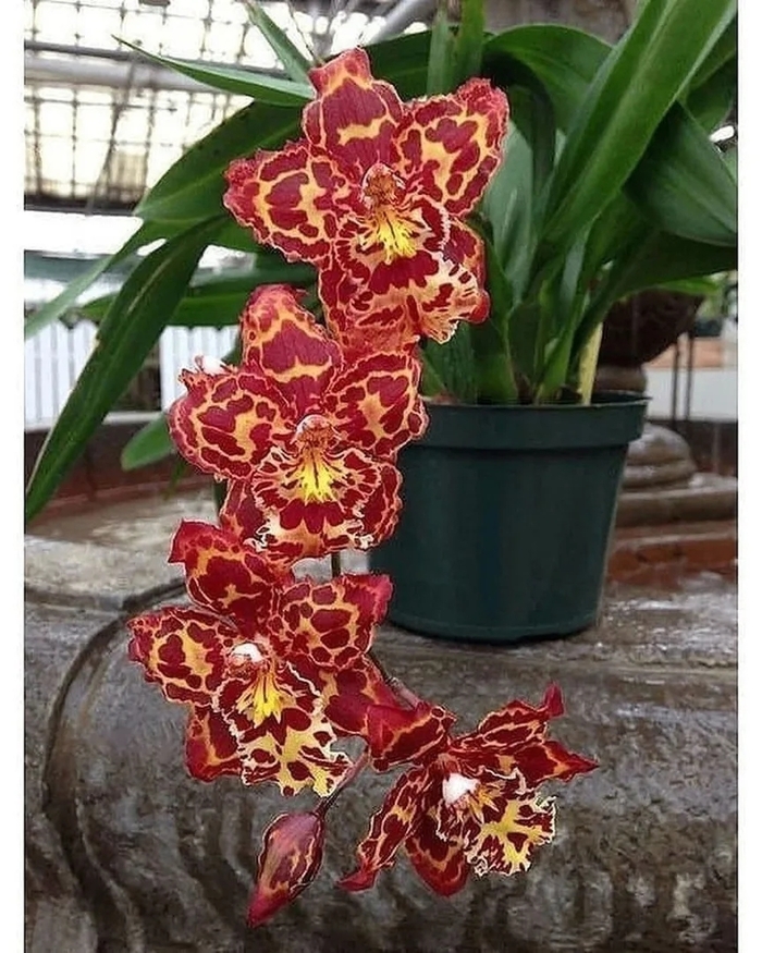 Чeсночная настойка для пышного и обильного цветения орхидеи