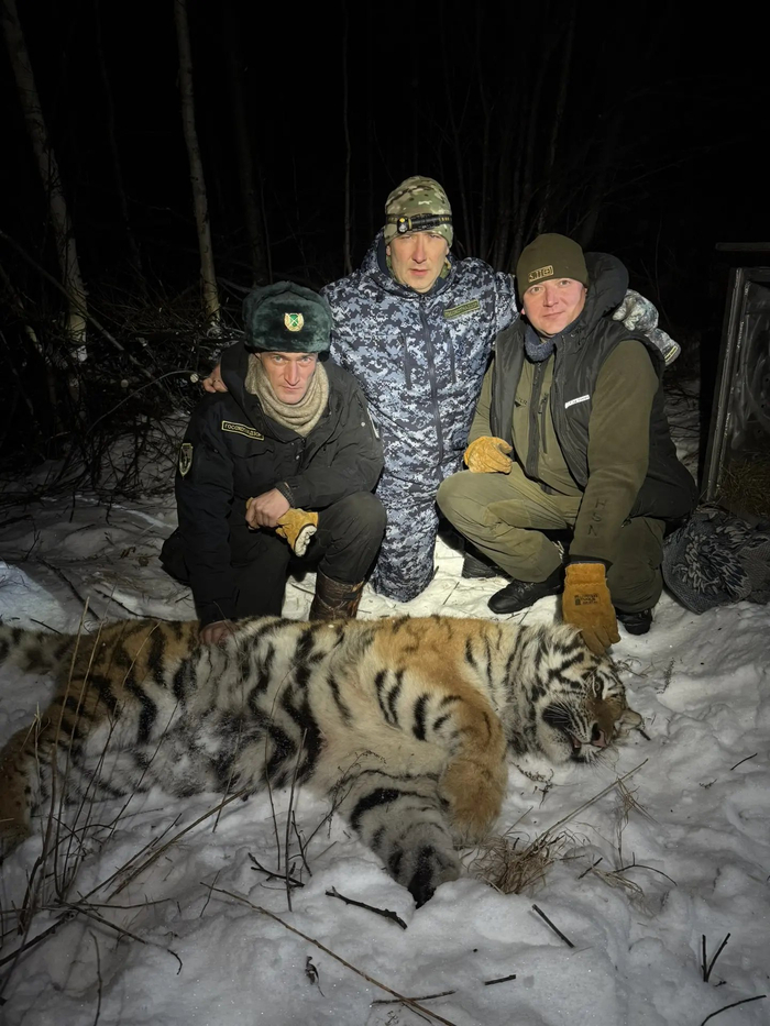 �������, ��������