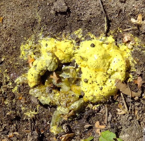 ����-������ ������������� �������