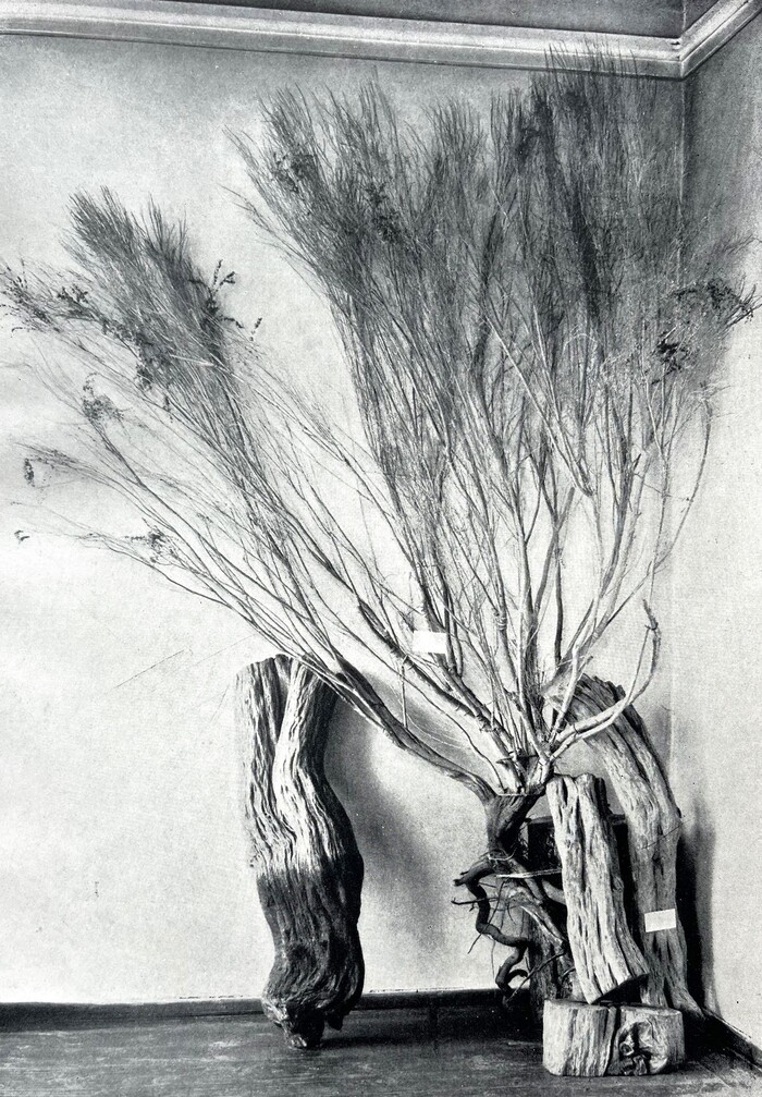 Объемно высушенный куст зайсанского саксаула. Старая экспозиция Ботанического музея БИН РАН.