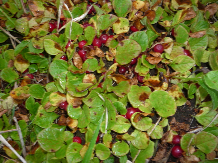 ��������, ��� �� ��������