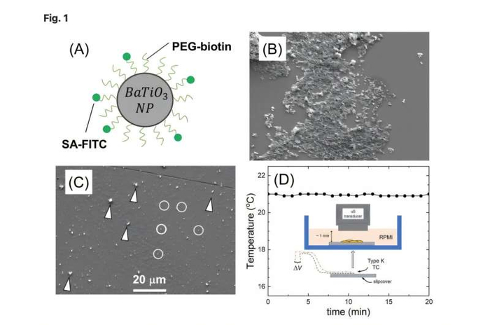 (A) ПЭГ-биотиновое покрытие NP с SA-FITC-маркировкой. (B,C) СЭМ: до/после УЗИ — агрегаты (стрелки) и отдельные NP (кружки). (D) Температура при УЗИ стабильна (≤37°C); вставка — схема установки с термопарой.