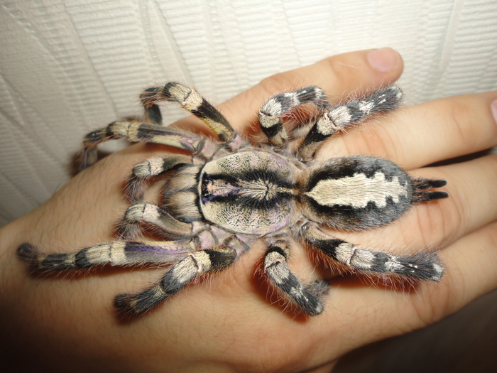 ���� �� ������� ����� - �������. 