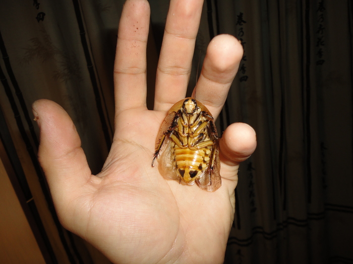 �������������� �����������.